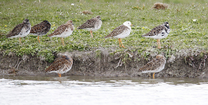 Ruff Wader (Philomachus匕首)